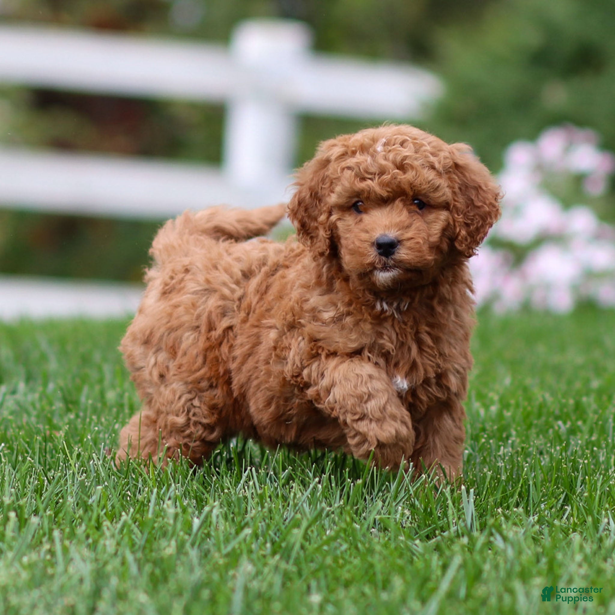 Goldendoodle Puppies for sale in York, Pennsylvania Lancaster