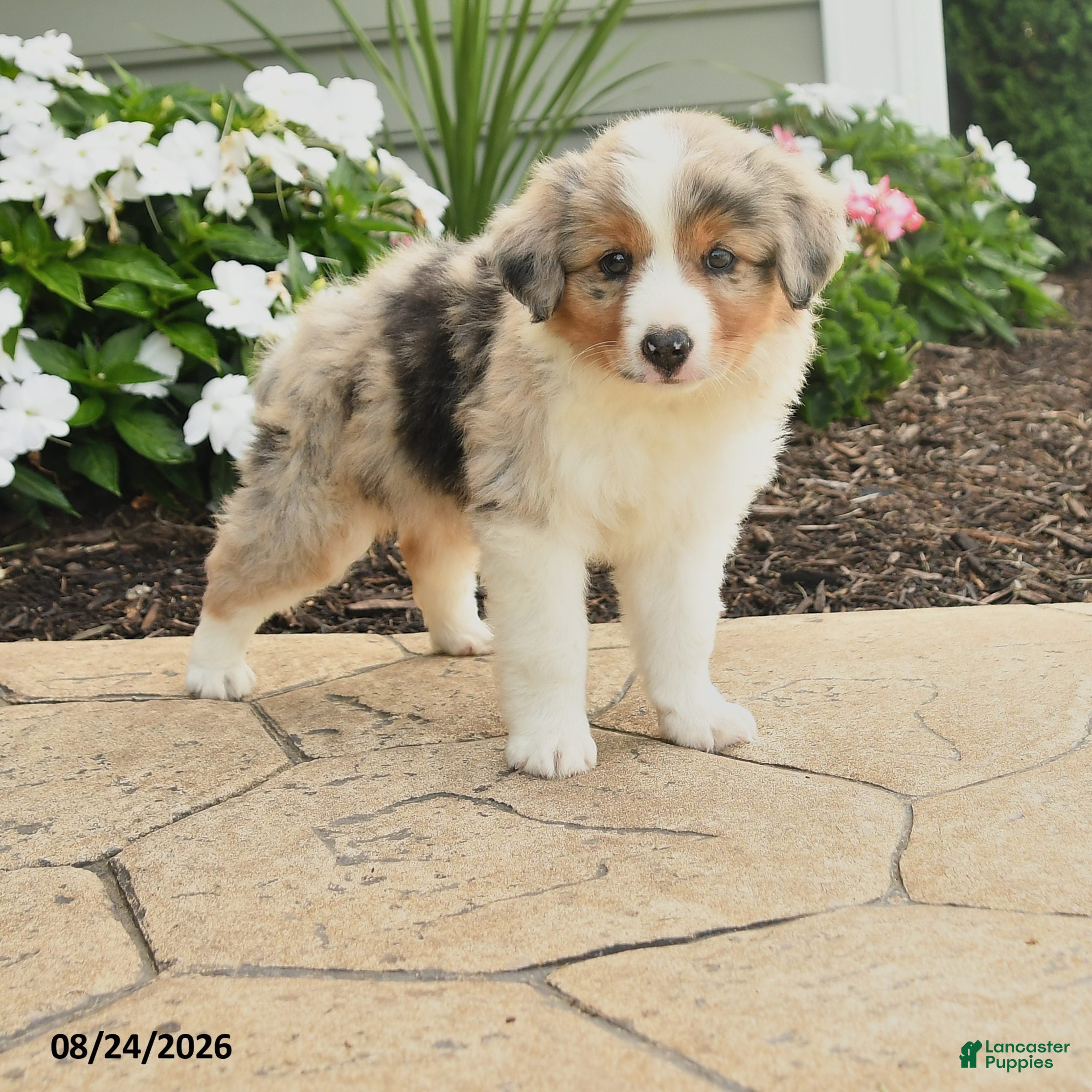 Miniature Australian Shepherd dogs Paul - Ad 1