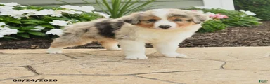 Paul