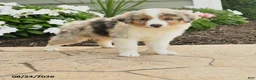 Miniature Australian Shepherd dogs for sale: Paul - Ad 1