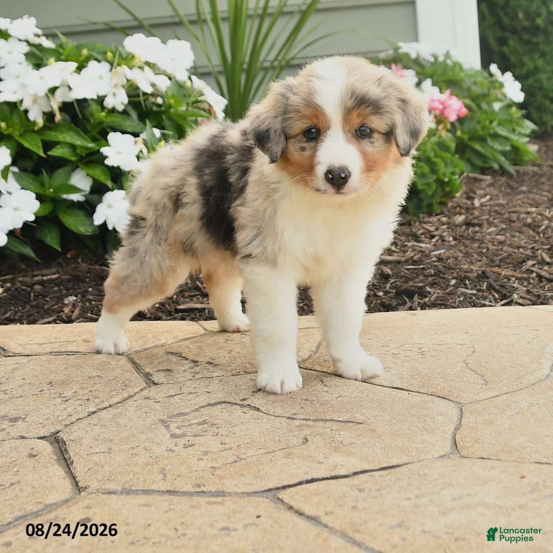 Miniature Australian Shepherd dogs for sale: Paul - Ad 1
