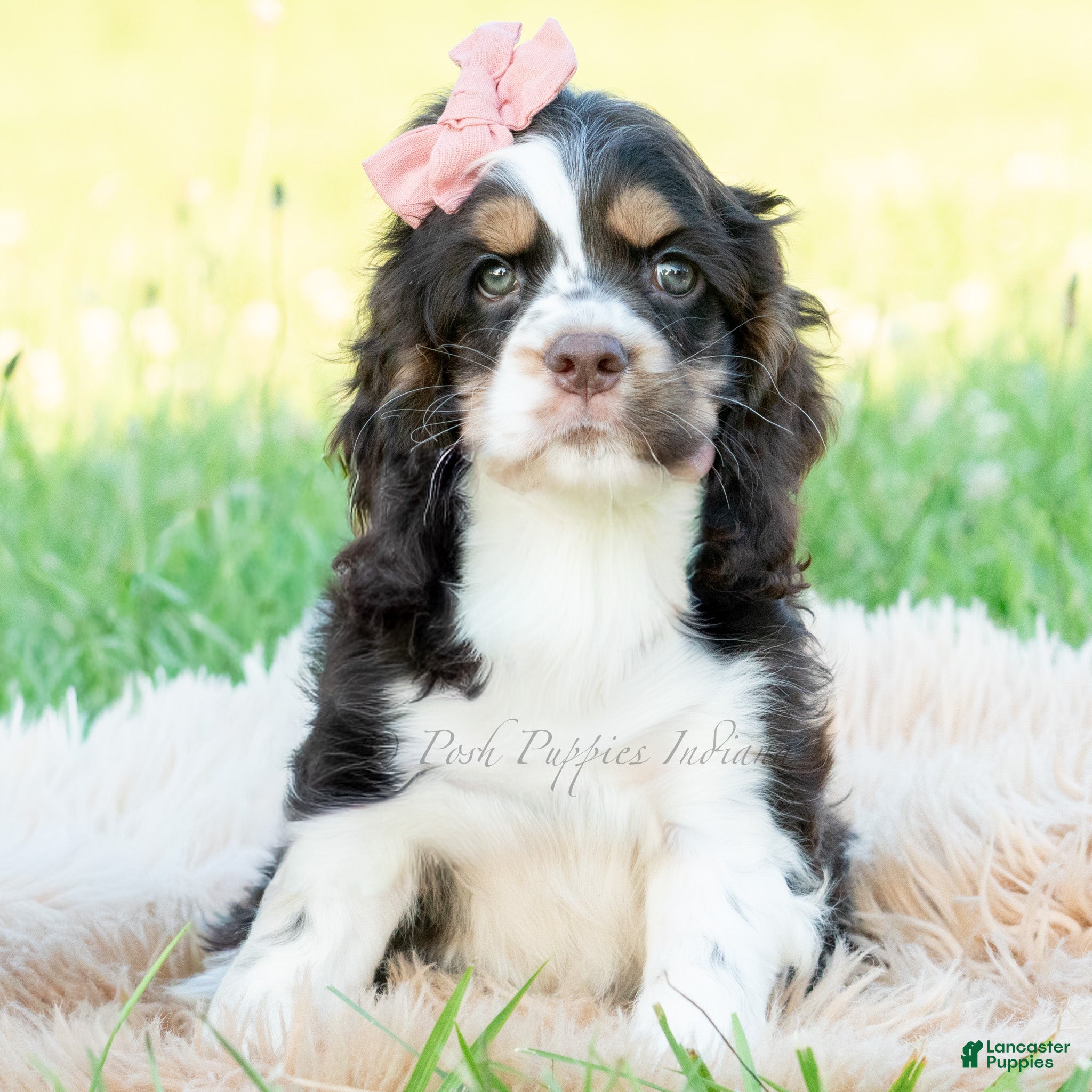 Cocker Spaniel dogs Tansy - Ad 20