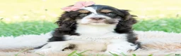 Cocker Spaniel dogs for sale: Tansy - Ad 1
