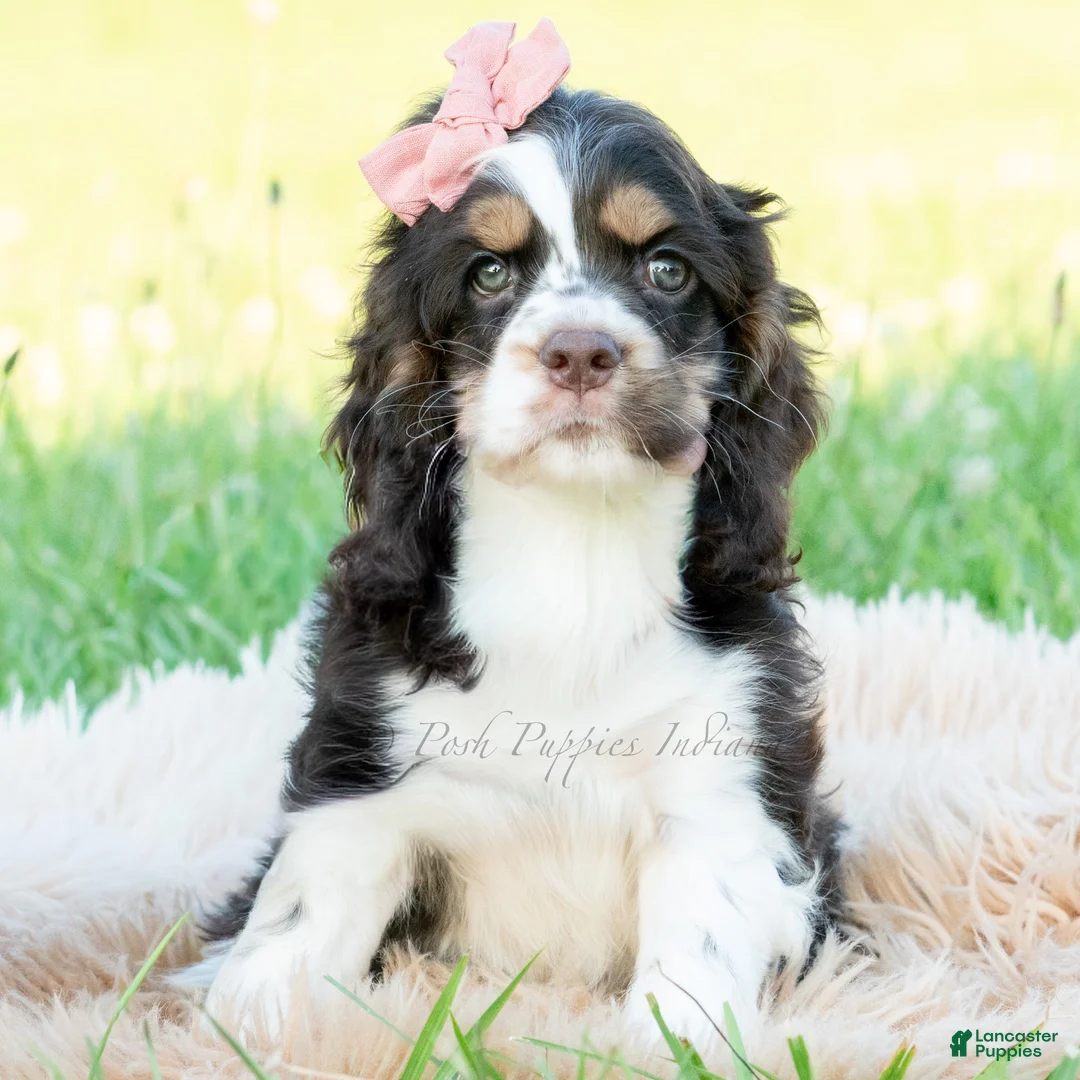 Cocker Spaniel dogs for sale: Tansy - Ad 1