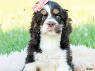 Cocker Spaniel dogs Tansy - Ad 11
