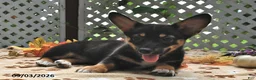 Welsh Corgi Pembroke dogs for sale: Destiny - Ad 4