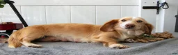 Miniature Dachshund dogs for sale: Muffin - Ad 4