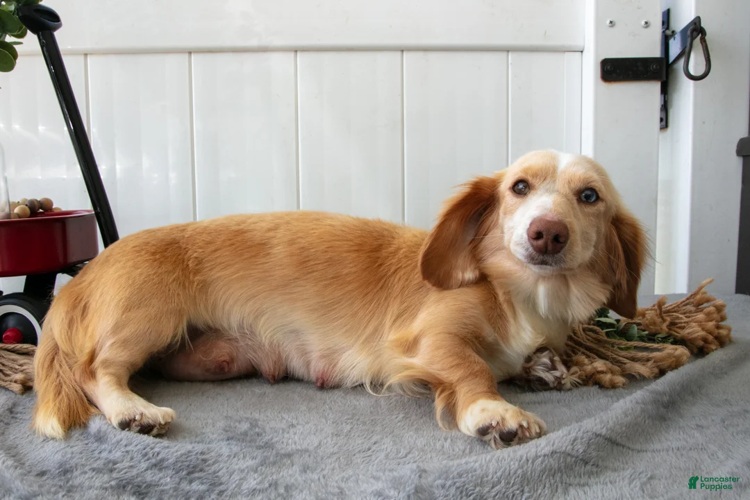 Miniature Dachshund dogs for sale: Muffin - Ad 4