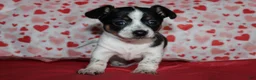 Chiweenie dogs for sale: Lola - Ad 2
