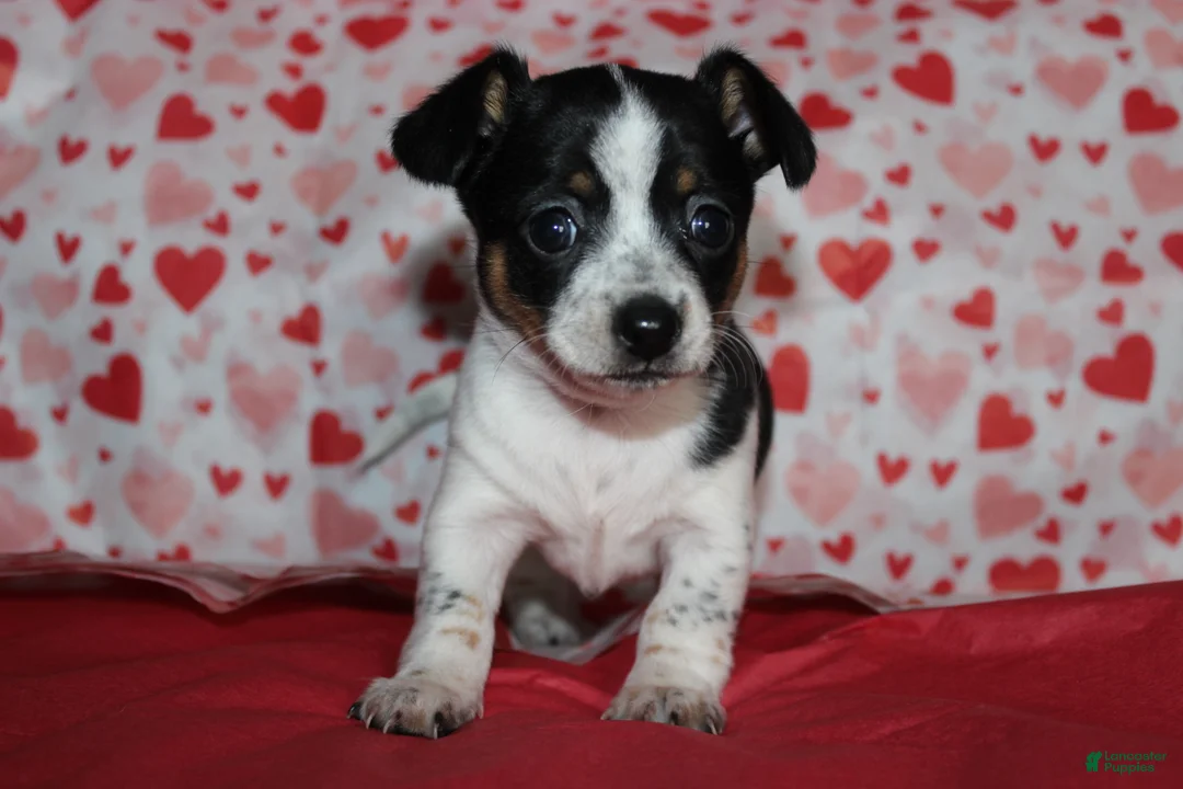 Chiweenie dogs for sale: Lola - Ad 2