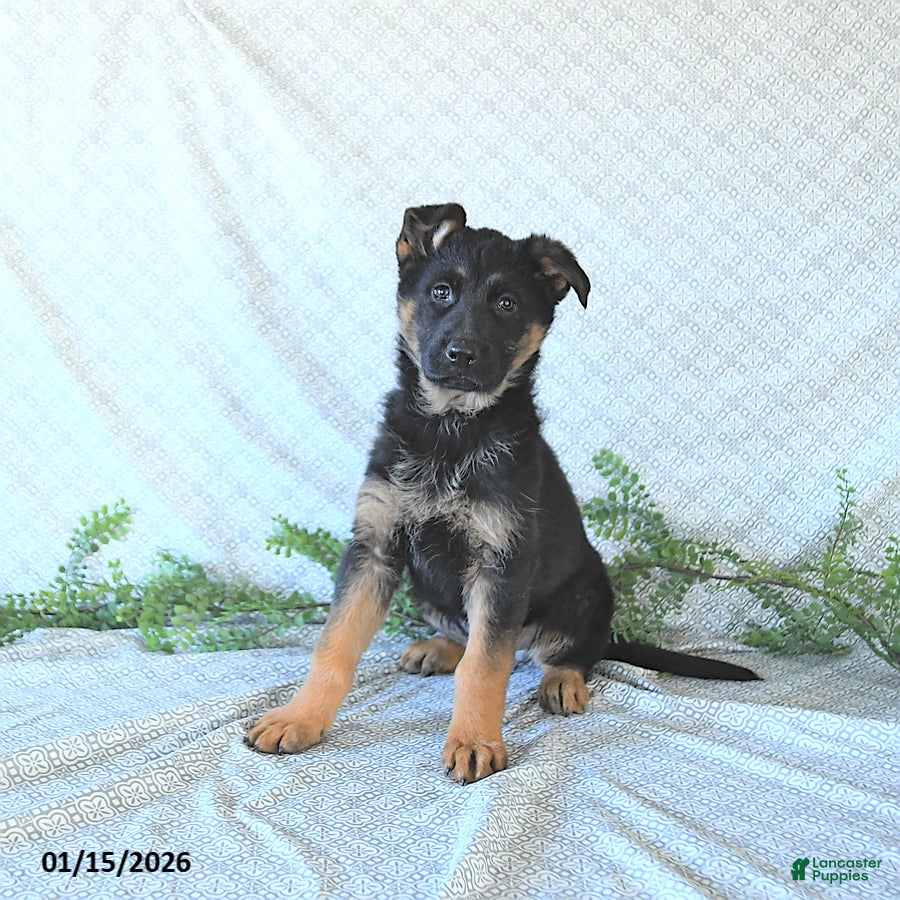 German Shepherd dogs Bella    - Ad 18