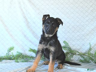 German Shepherd dogs Bella - Ad 40