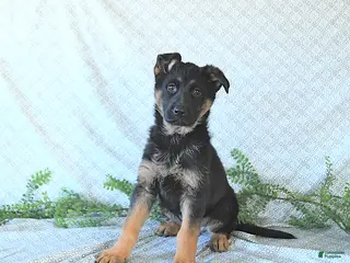 German Shepherd dogs Bella - Ad 25