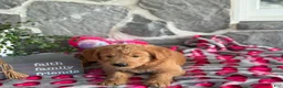 Goldendoodle dogs for sale: Nellie - Ad 3