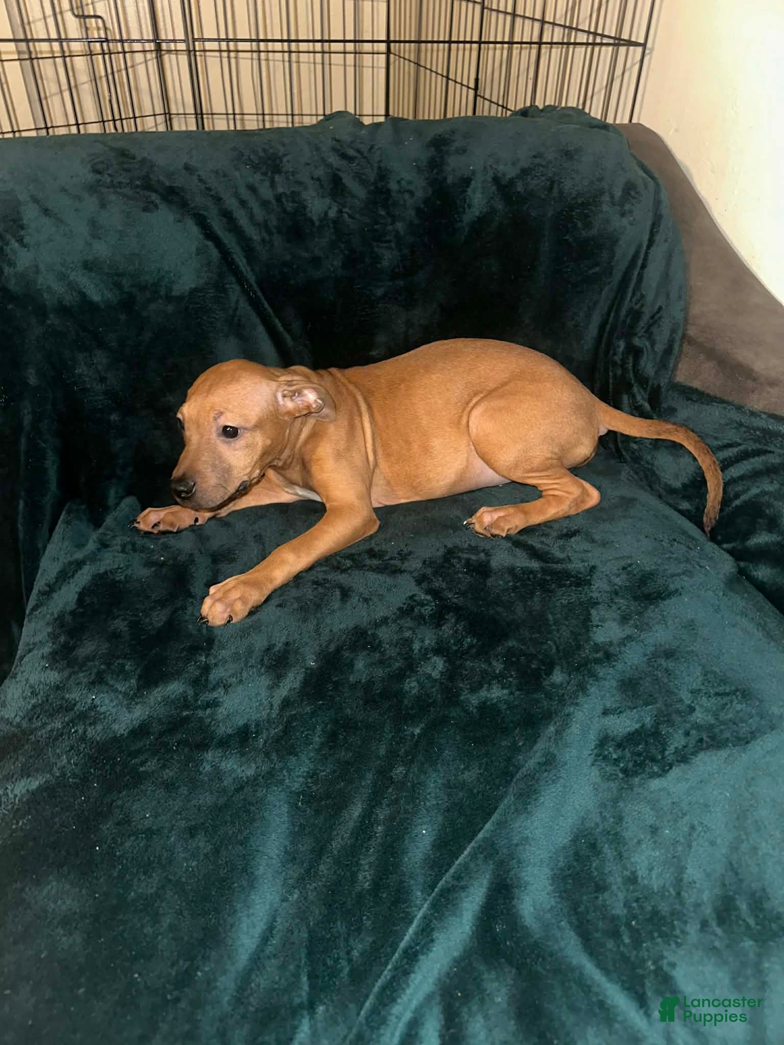 American Staffordshire Terrier dogs American Staffordshire Terrier 5 - Ad 3