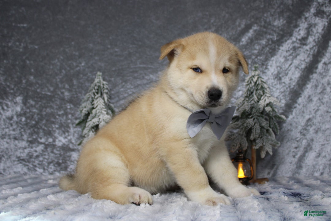 Pomsky dogs for sale: Fenrys - Ad 9