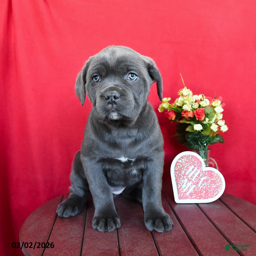 Cane Corso dogs for sale: Sarah - Ad 3