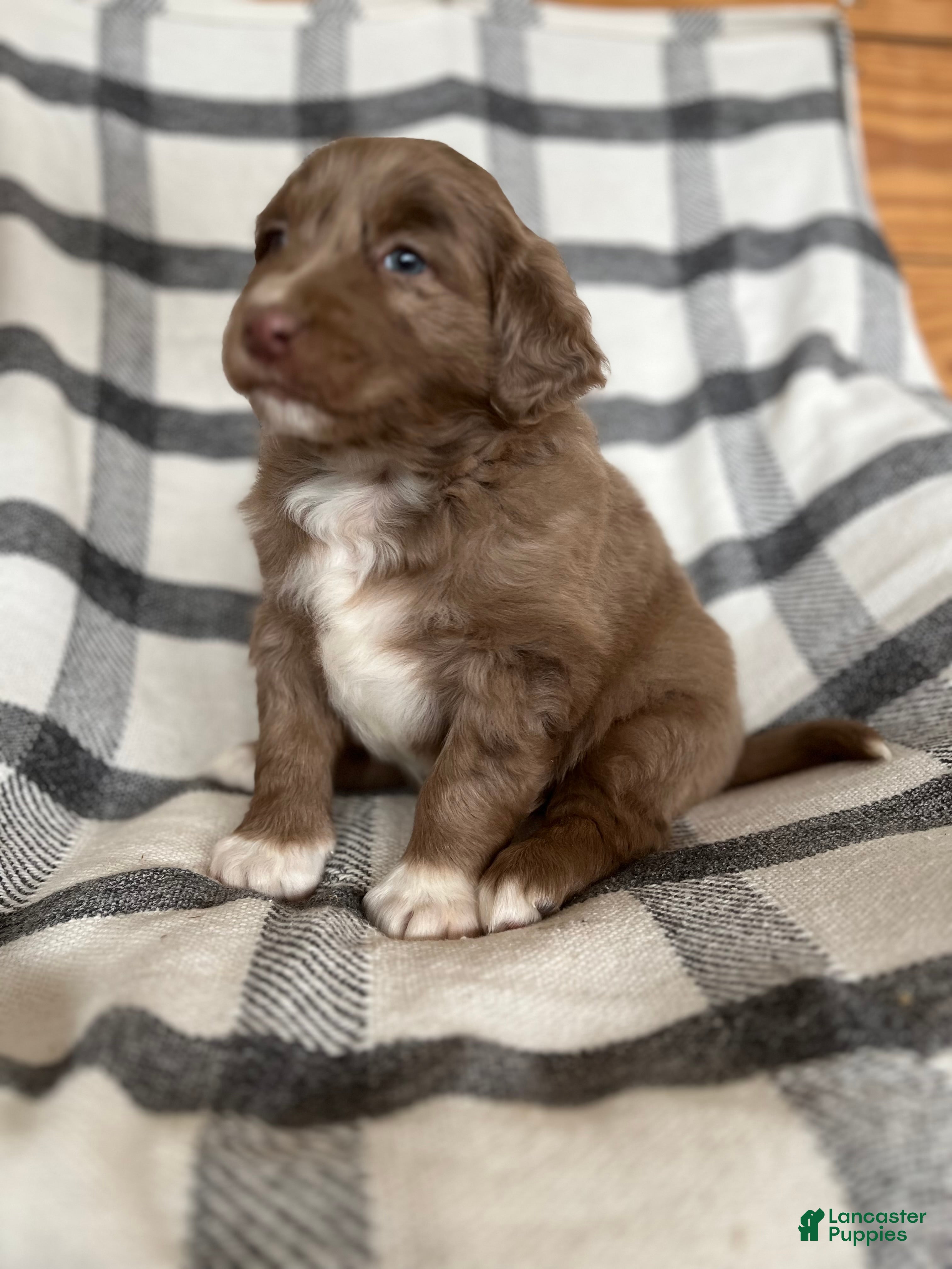 Mixed Breed dogs Buddy - Ad 6