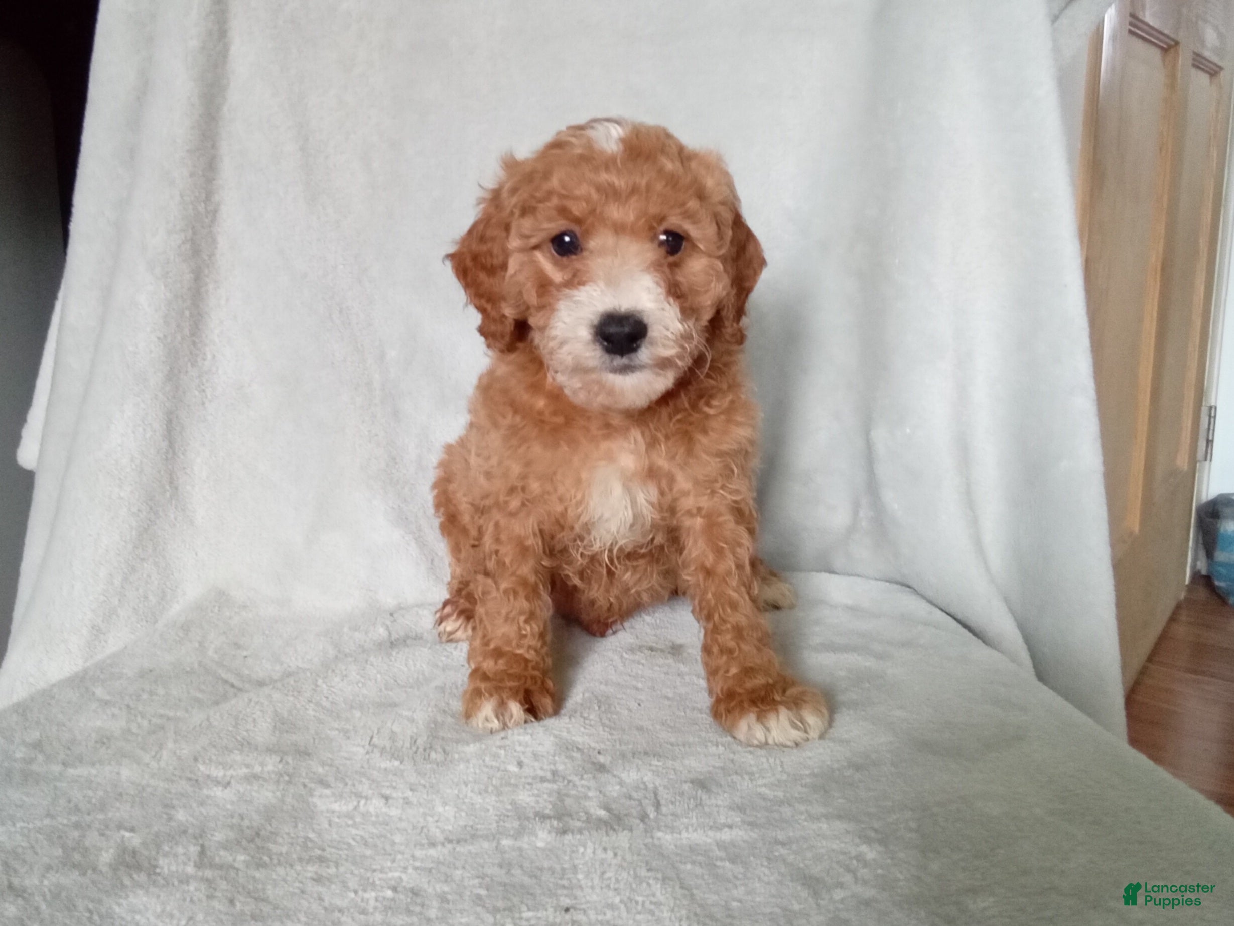Miniature Poodle dogs Lucky  - Ad 13