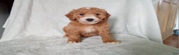 Miniature Poodle dogs for sale: Lucky  - Ad 1