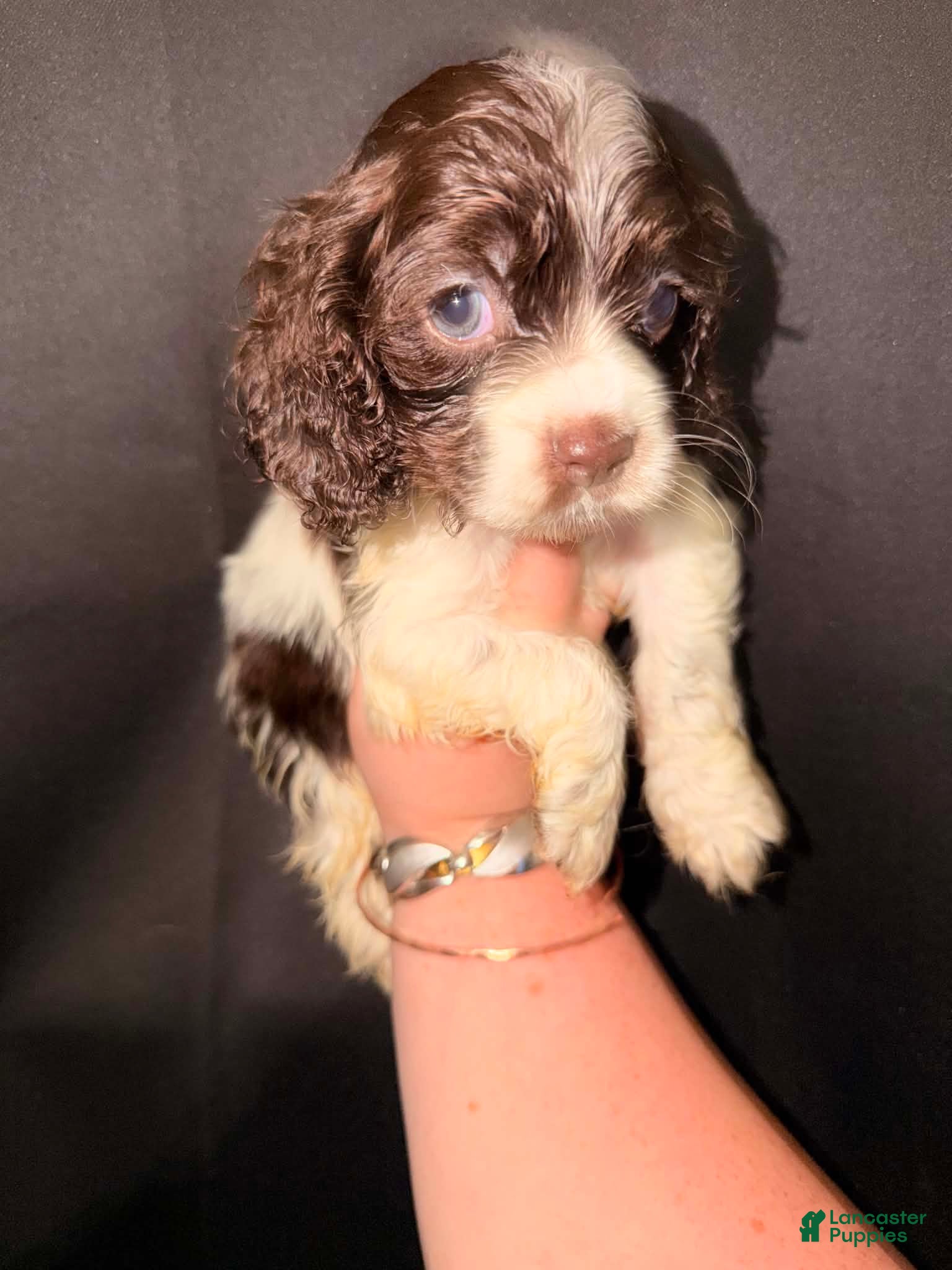 Cocker Spaniel dogs for sale: Otis - Ad 2