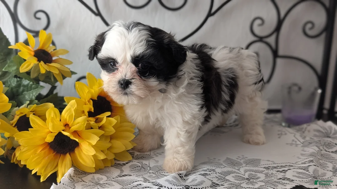 Teddy Bear dogs for sale: Izzy - Ad 8