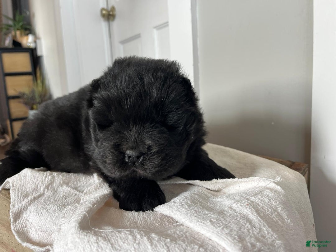 Chow Chow dogs for sale: Holly - Ad 2