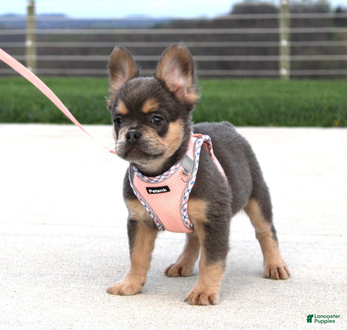 French Bulldog dogs Princes - Ad 1