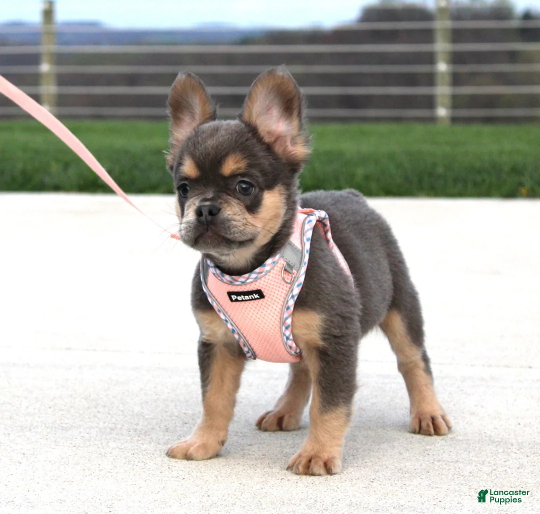 French Bulldog dogs for sale: Princes - Ad 1