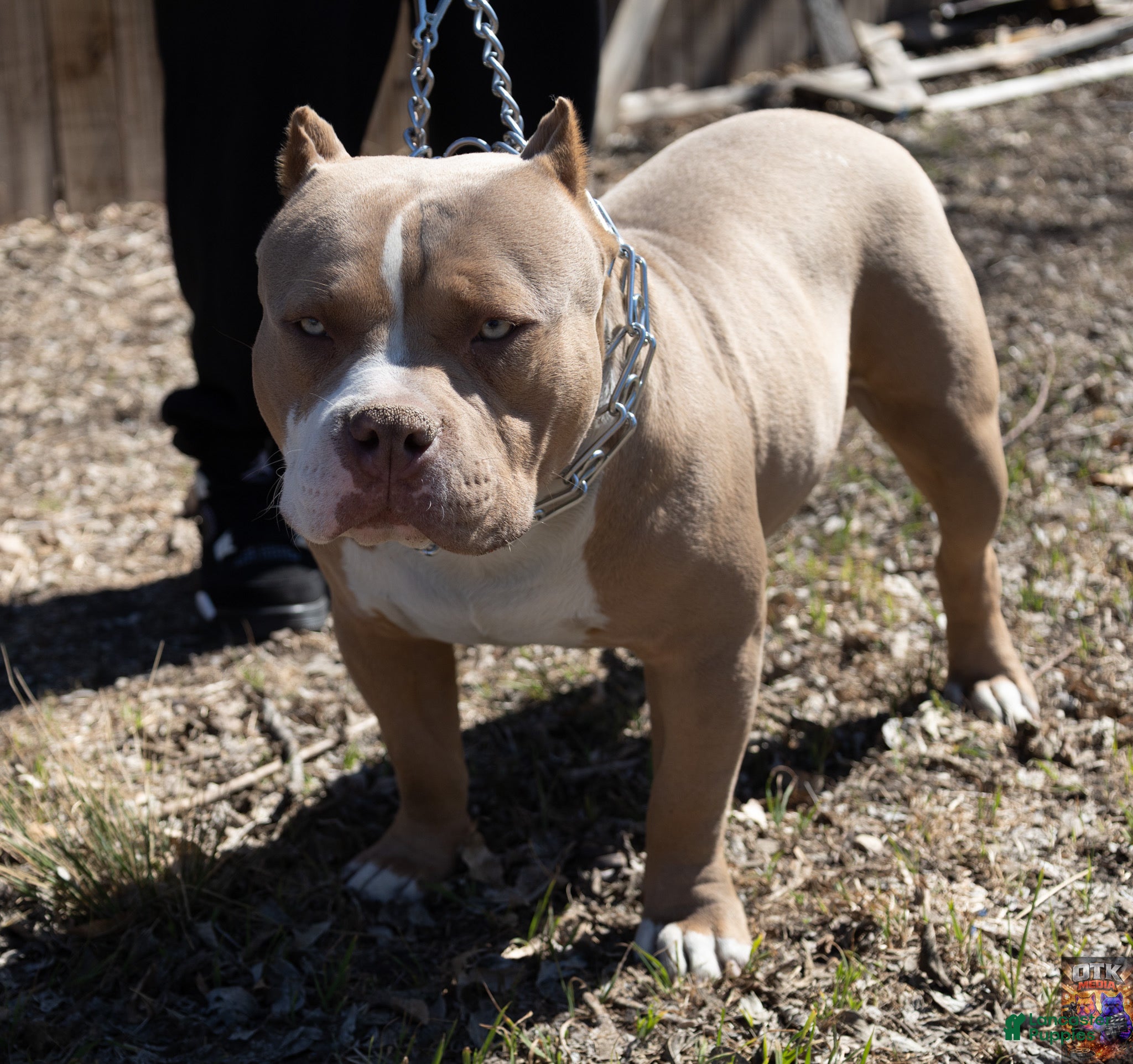 American Bully dogs American Bully Puppy 1 - Ad 8