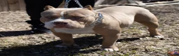 American Bully dogs for sale: American Bully Puppy 1 - Ad 1
