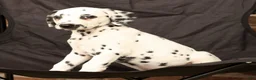 Dalmatian dogs for sale: Ike - Ad 9