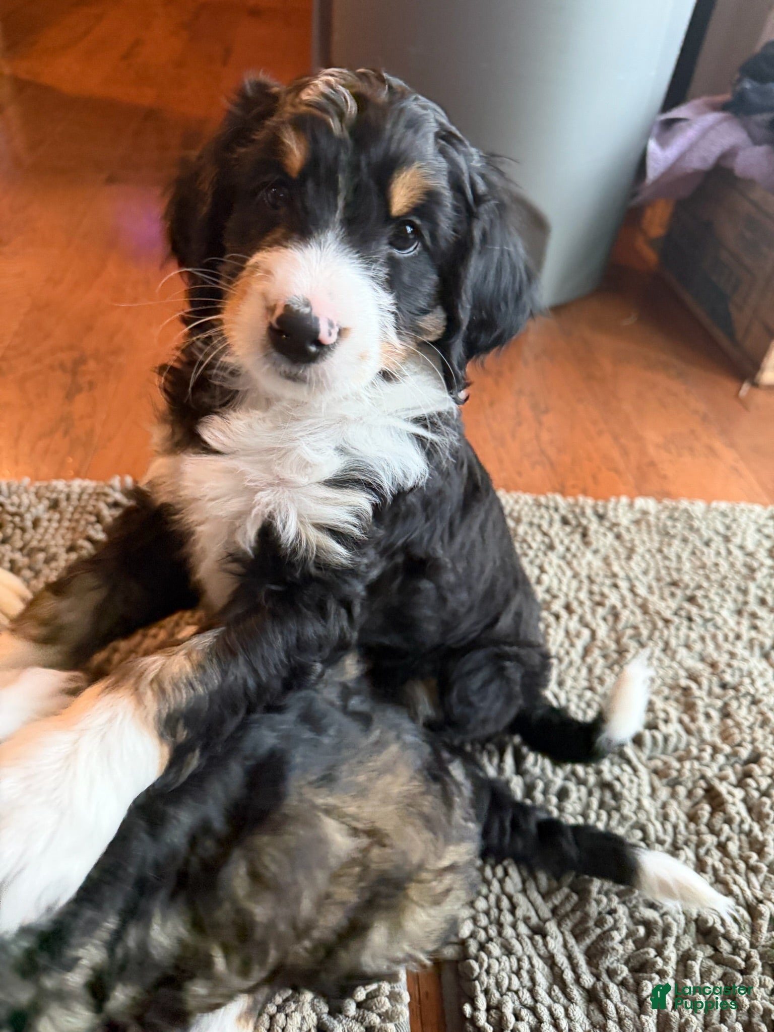 Bernedoodle dogs Junior - Ad 1