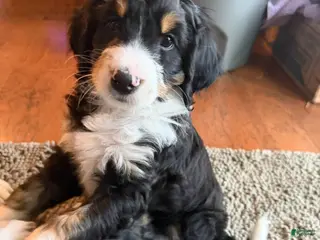 Bernedoodle dogs for sale: Junior - Ad 1