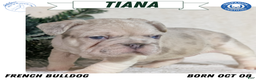 French Bulldog dogs for sale: Tiana - Ad 1