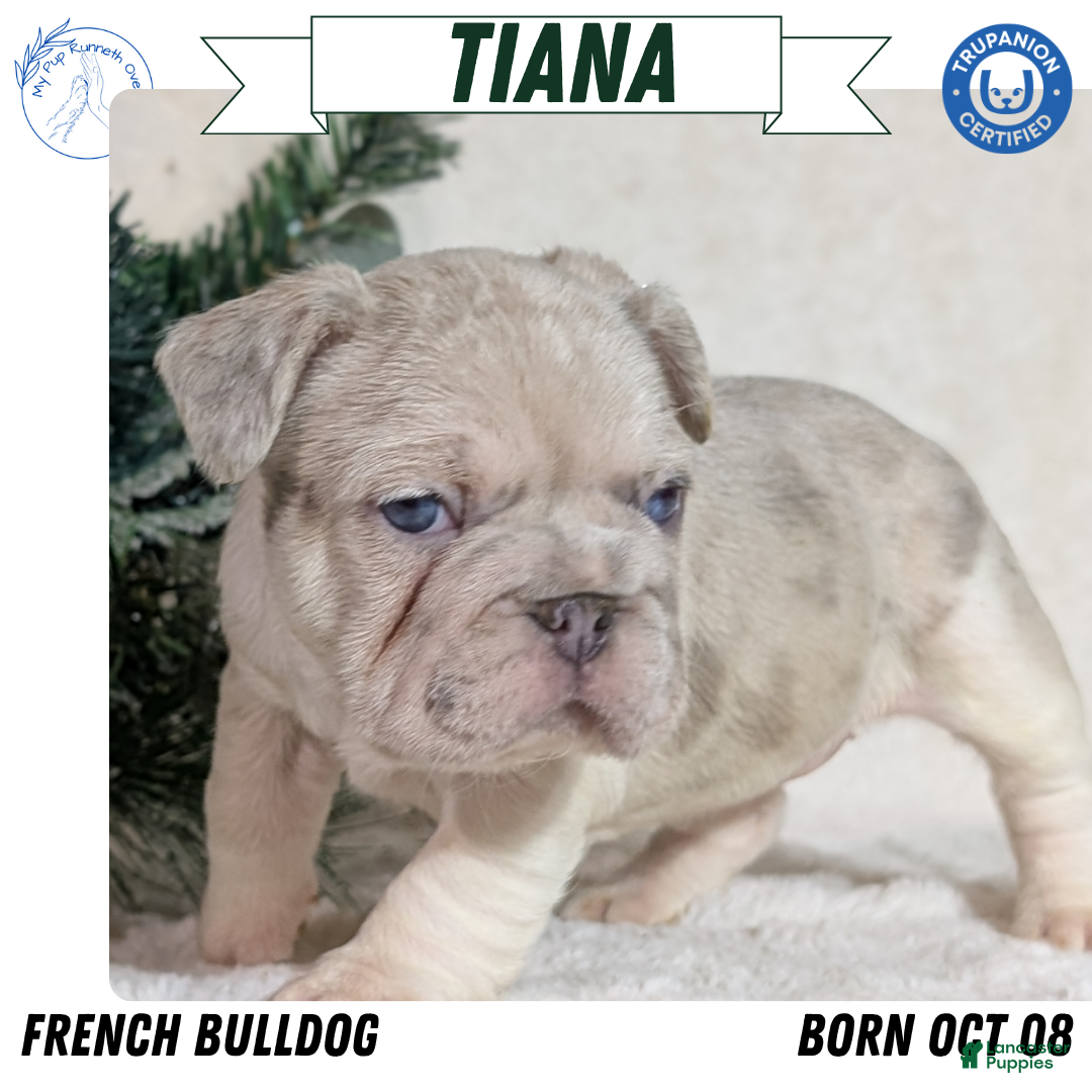 French Bulldog dogs for sale: Tiana - Ad 1