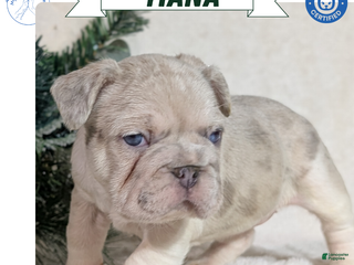 French Bulldog dogs Tiana - Ad 4
