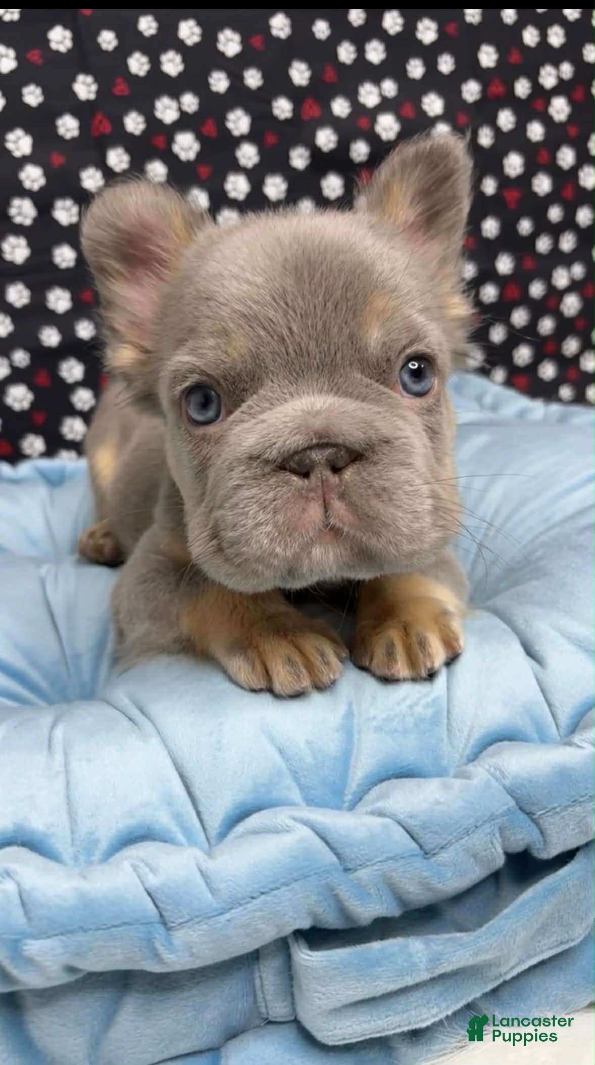 French Bulldog dogs French Bulldog Puppy 1 - Ad 5