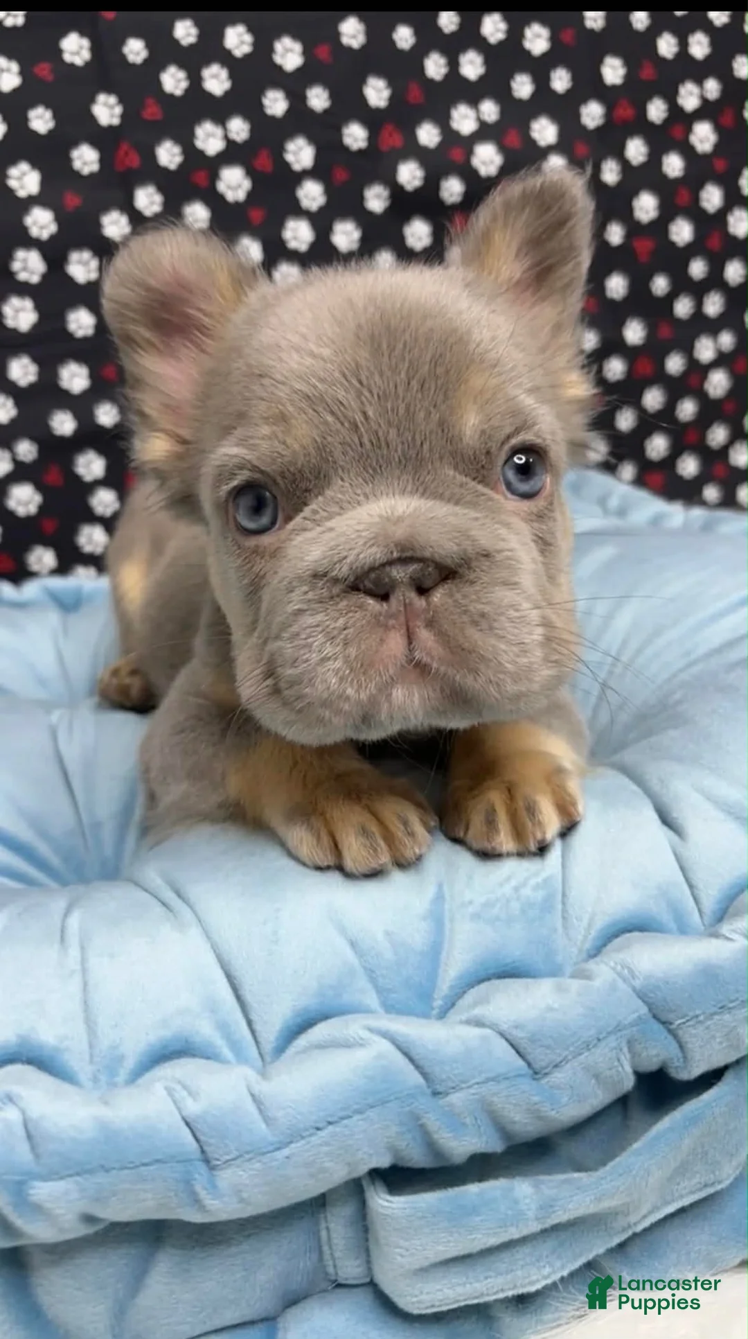 French Bulldog dogs for sale: French Bulldog Puppy 1 - Ad 1