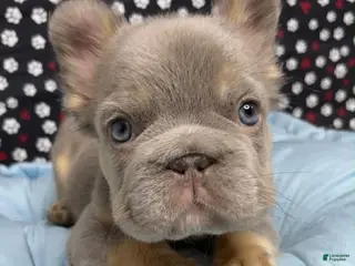 French Bulldog dogs French Bulldog Puppy 1 - Ad 5