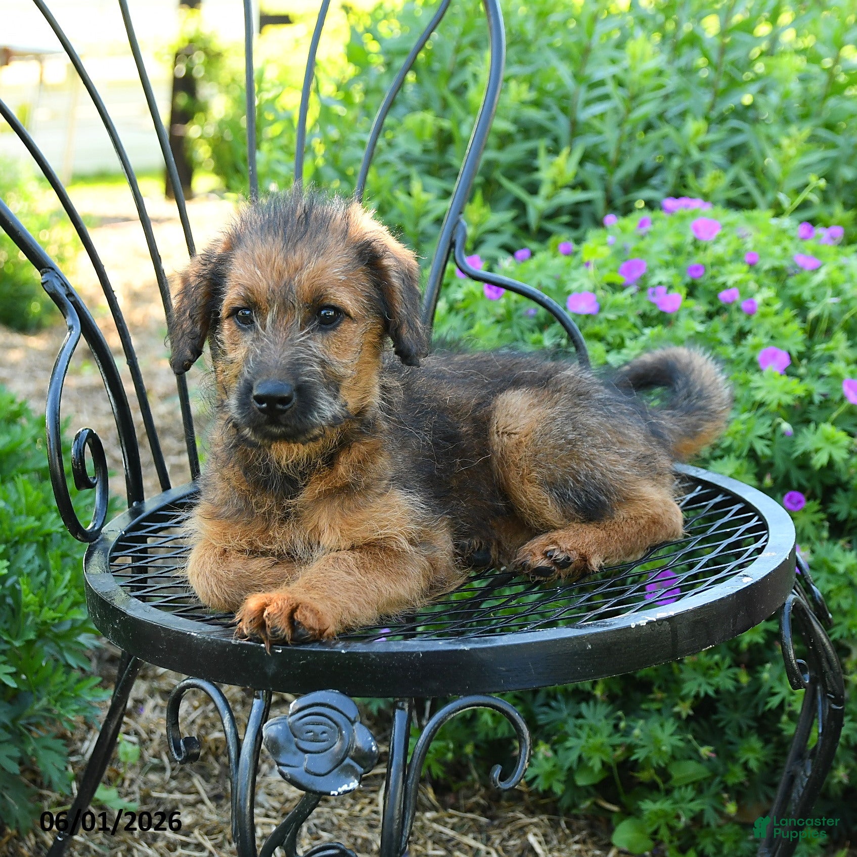 Mixed Breed dogs Paula - Ad 2