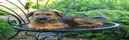 Mixed Breed dogs for sale: Paula - Ad 2
