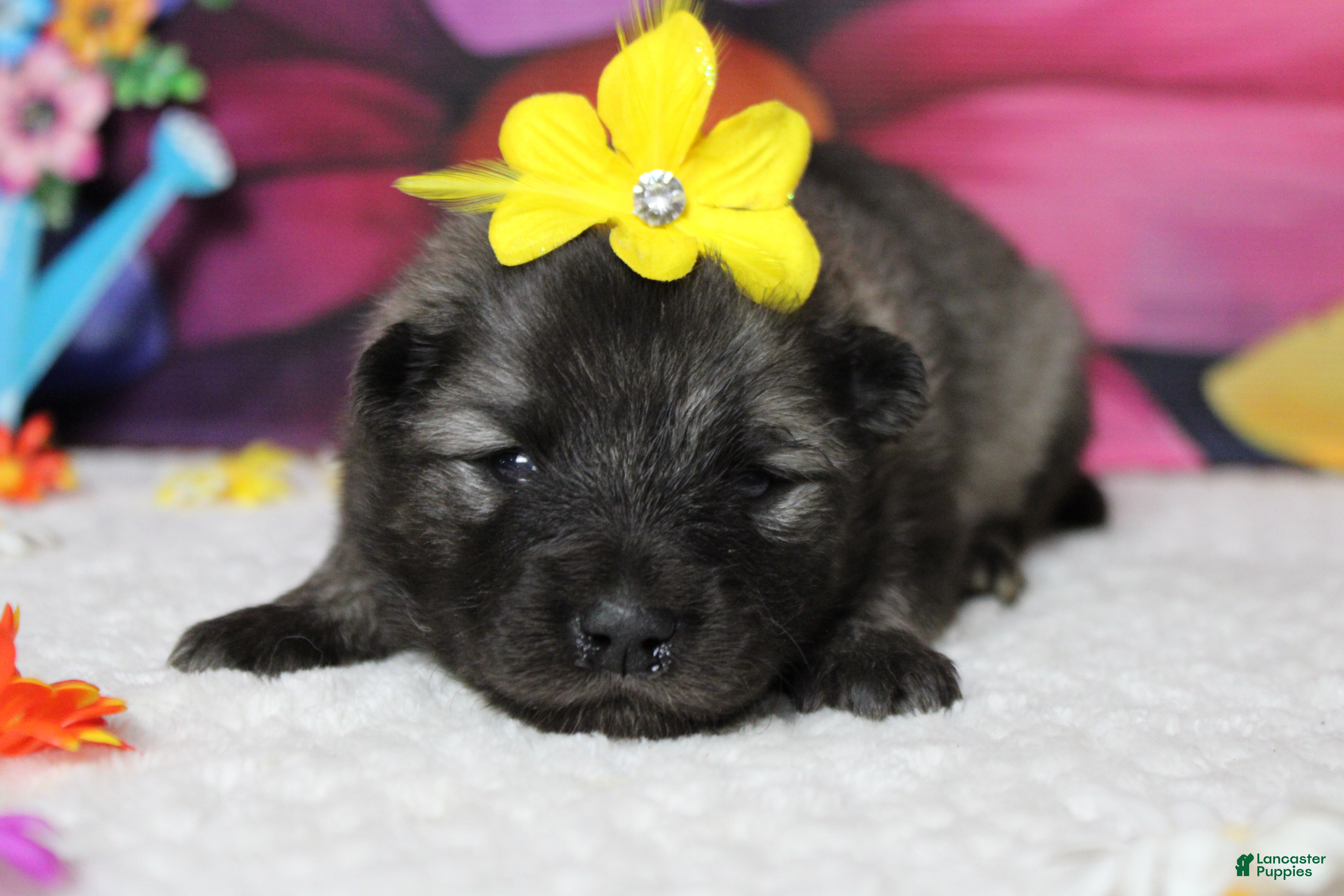 Keeshond dogs Louise  - Ad 8