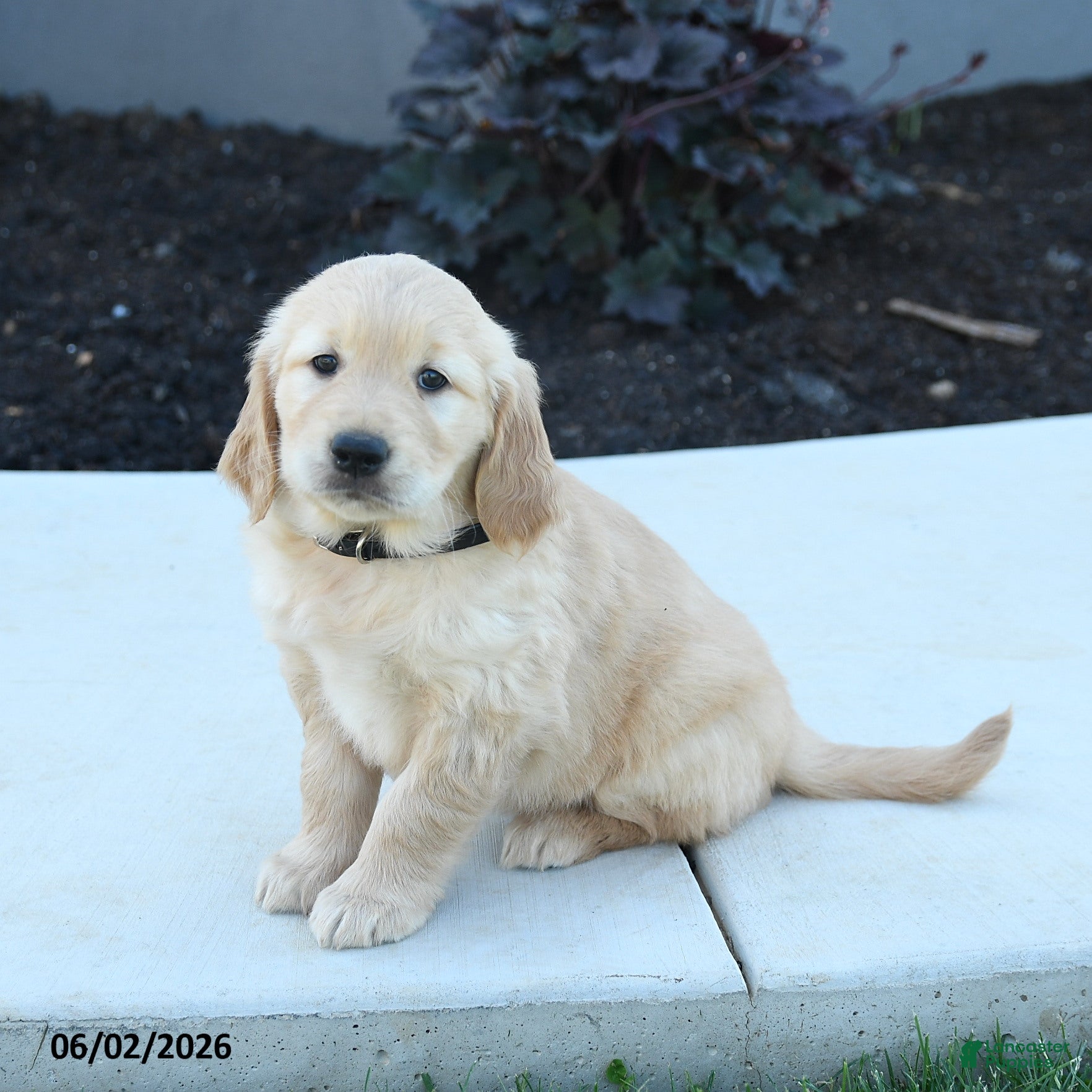 Golden Retriever dogs for sale: Wanda - Ad 5