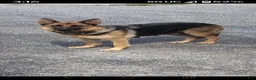 German Shepherd dogs for sale: Danny - blue - Ad 3