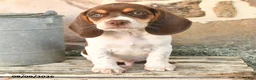 Beagle dogs for sale: Milo - Ad 3
