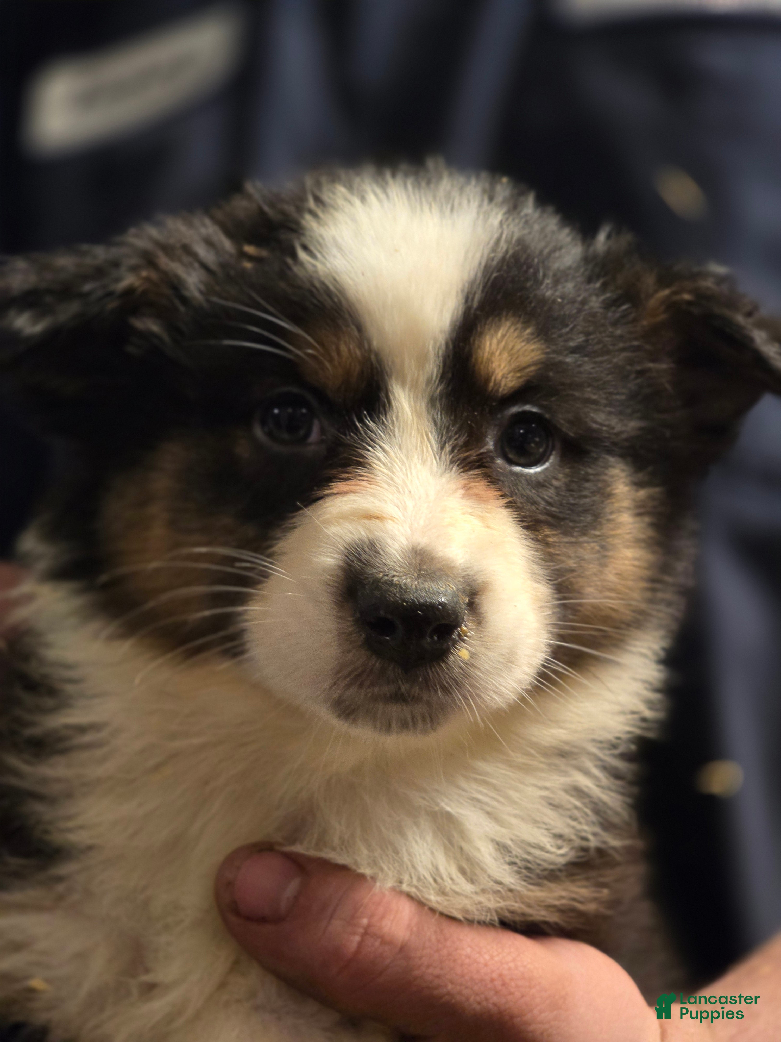 Australian Shepherd dogs Darla - Ad 12