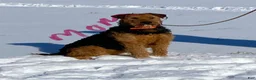 Airedale Terrier dogs for sale: AKC Zander Airedale Terrier 1 - Ad 4