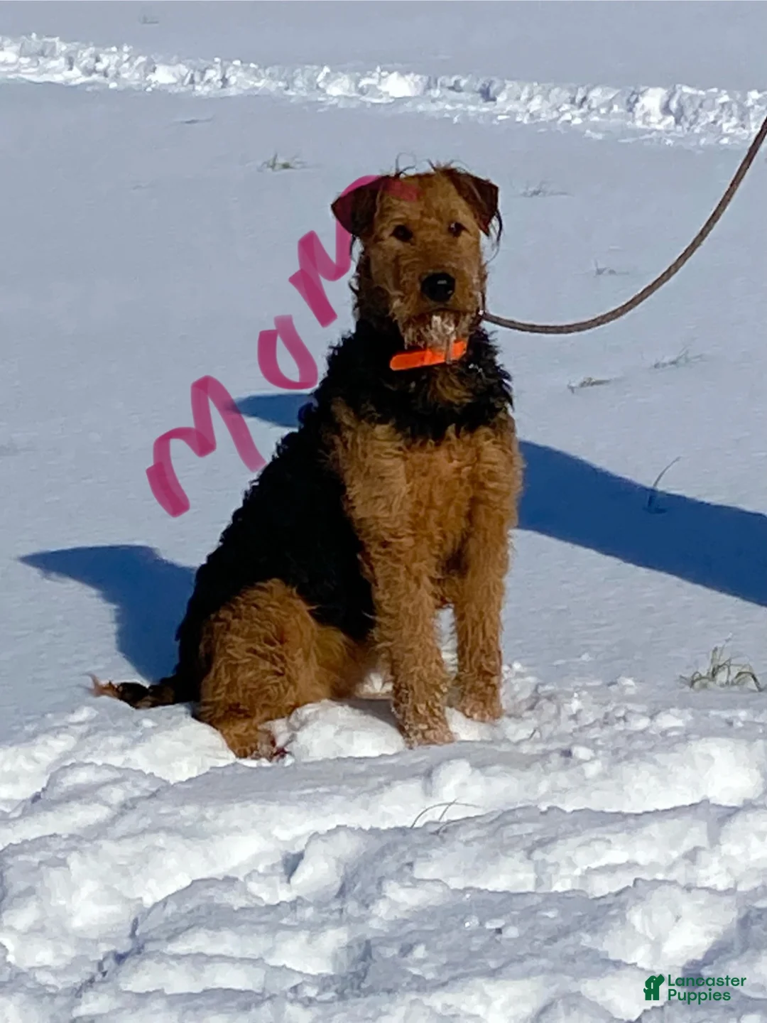 Airedale Terrier dogs for sale: AKC Zander Airedale Terrier 1 - Ad 4