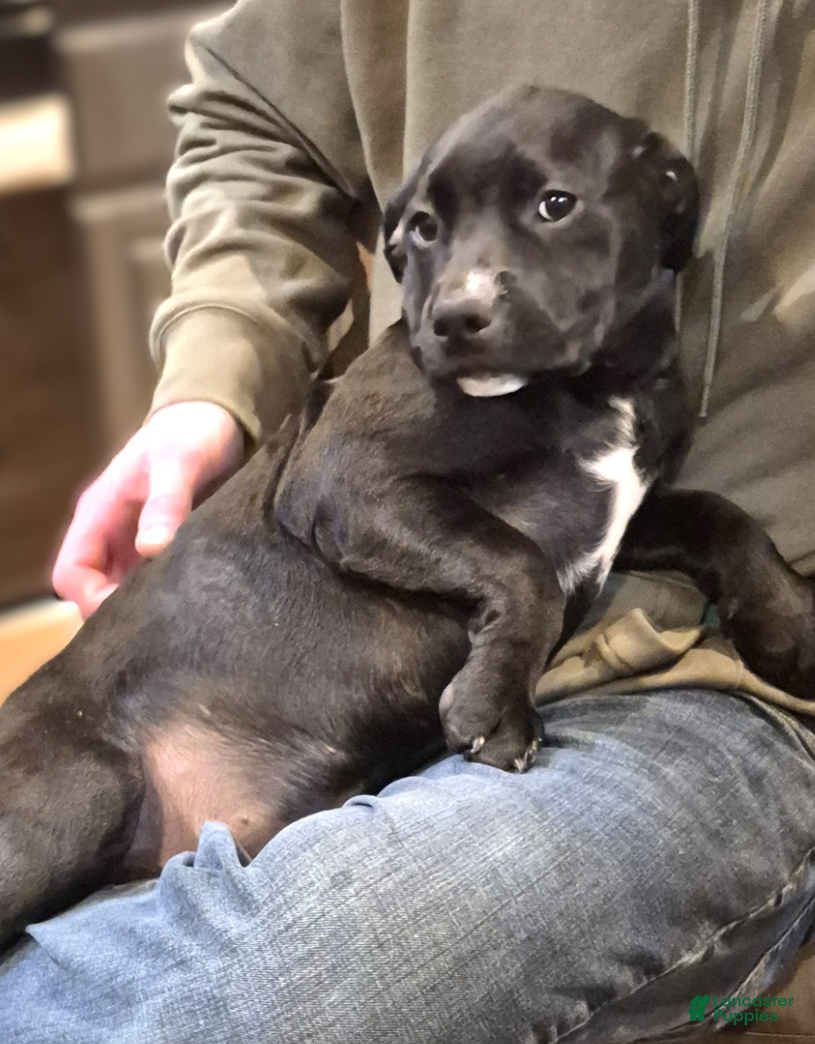 Mixed Breed dogs Mia - Ad 2